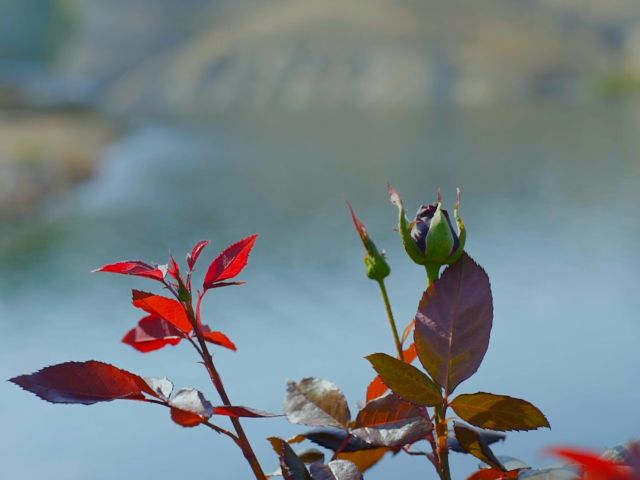 Bihter Türkan ile Karagöl Festivali