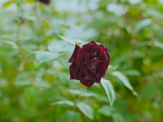 Bihter Türkan ile Karagöl Festivali